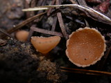 Geopyxis carbonaria image