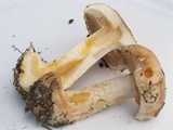 Cortinarius leucophanes image