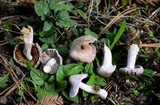 Inocybe ionocephala image