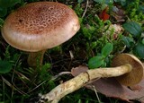 Cortinarius mussivus image