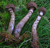 Cortinarius pholideus image