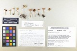 Inocybe armeniaca image
