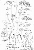 Inocybe armeniaca image