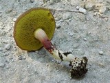 Boletus rubellus image