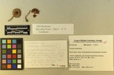 Inocybe acuta image