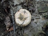 Paxillus involutus image