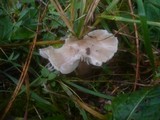 Gliophorus irrigatus image