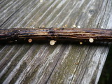 Crocicreas coronatum image