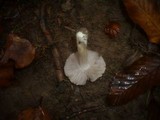 Inocybe amblyospora image