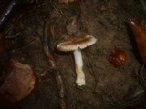 Inocybe amblyospora image