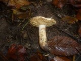 Lactarius acris image