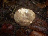 Lactarius acris image