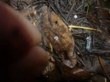 Marasmius setosus image