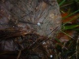 Marasmius setosus image