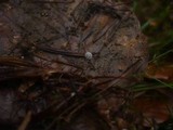 Marasmius setosus image