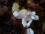 Tricholoma album image
