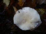 Tricholoma album image