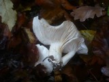 Tricholoma album image