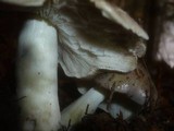 Tricholoma portentosum image