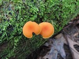 Pholiota granulosa image