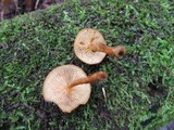 Pholiota granulosa image
