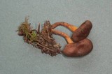 Cortinarius idahoensis image