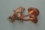 Cortinarius idahoensis image