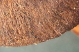 Cortinarius idahoensis image