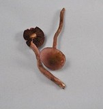 Tubaria vinicolor image
