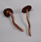 Tubaria vinicolor image