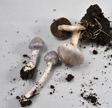 Inocybe lilacina image