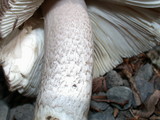 Amanita protecta image