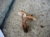 Cystoderma subvinaceum image