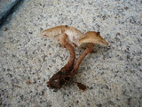 Cystoderma subvinaceum image