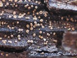 Lasiobelonium variegatum image