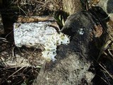 Tremella iduensis image