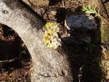 Tremella iduensis image