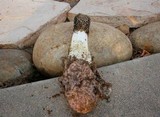 Phallus hadriani image
