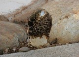 Phallus hadriani image
