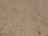 Pseudoclitocybe cyathiformis image