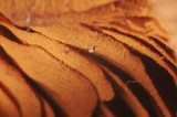Cortinarius idahoensis image