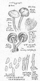 Cortinarius idahoensis image
