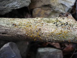 Dacrymyces minor image
