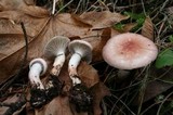 Gomphidius subroseus image