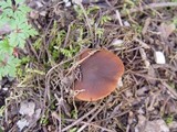 Descolea maculata image