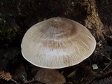 Pluteus petasatus image