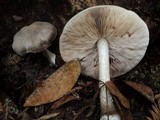 Pluteus petasatus image