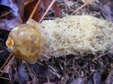 Calostoma lutescens image