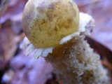 Calostoma lutescens image