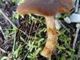 Descolea maculata image